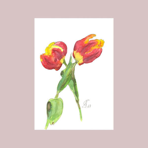 Aquarell - ein Paar rote Tulpen