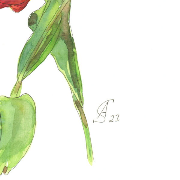 Aquarell - ein Paar rote Tulpen